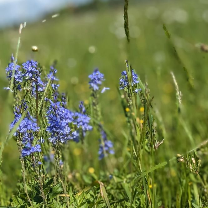 Altendorfer Berg