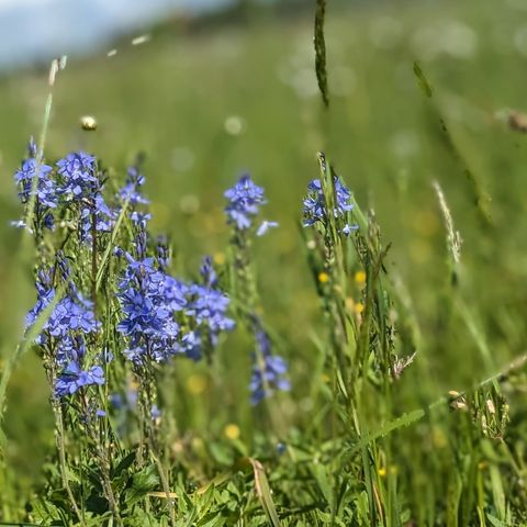 Altendorfer Berg