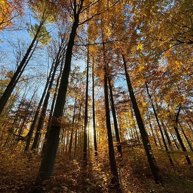Herbstwald mit hohen Bäumen, warmem Sonnenlicht und buntem Laub auf dem VitalWeg bei Einbeck