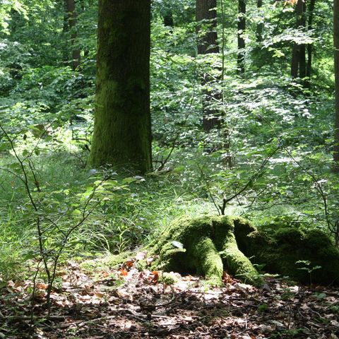 stadtwald-hube-natur