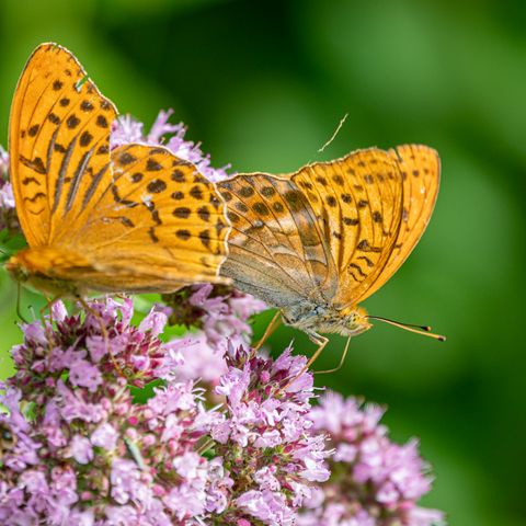 Ein Schmetterling auf einer Blüte am Dohrenberg.