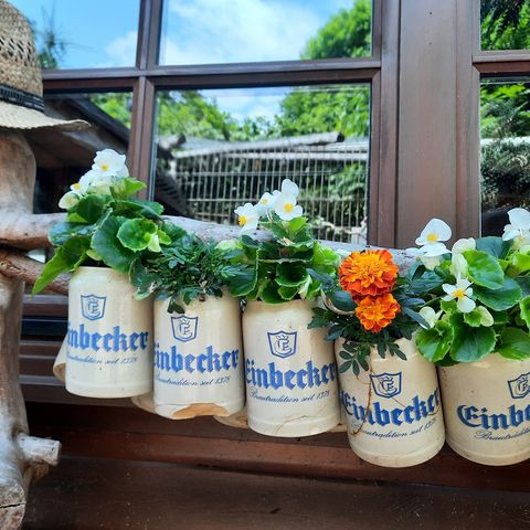 Blumen in Einbecker Bierkrügen