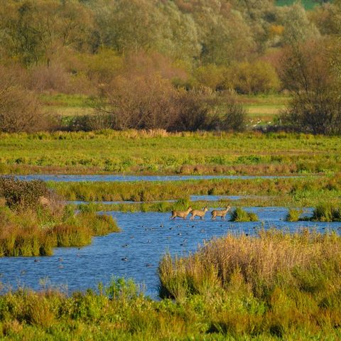 leinepolder