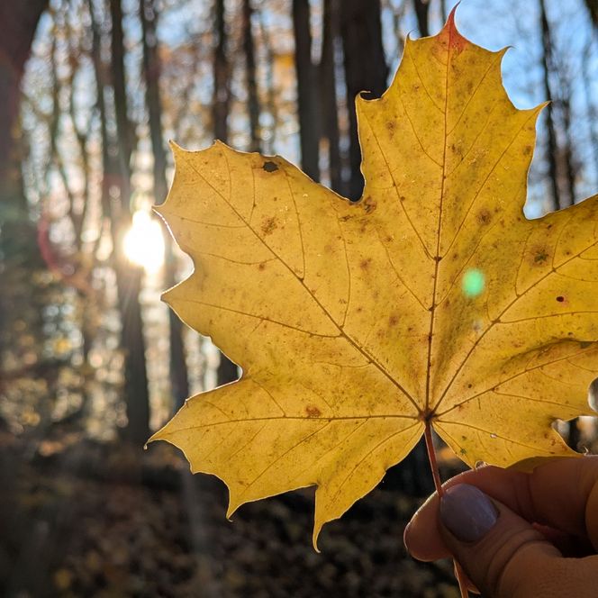 Gelbes Ahornblatt im Sonnenlicht, gehalten vor herbstlichem Wald mit langen Schatten und warmem Licht.