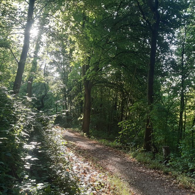 Sonnenlicht fällt durch dichtes Blätterdach auf einen schmalen Waldweg mit leichtem Anstieg.