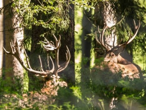 Wildpark Neuhaus