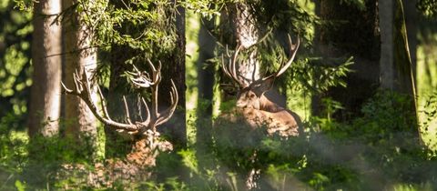 Wildpark Neuhaus