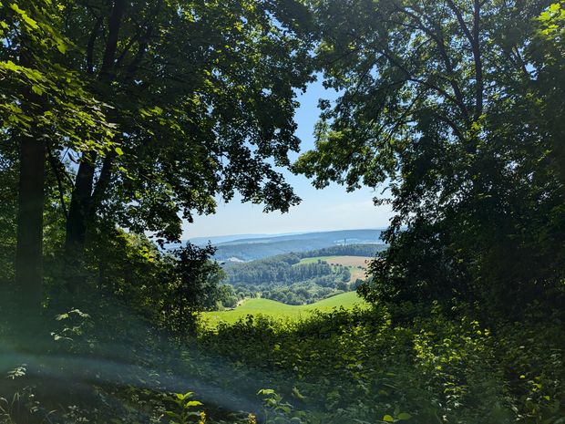 Blick durch dichten Wald auf grüne Hügel und Felder bei klarem Sommerhimmel.