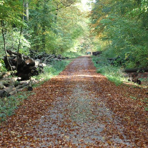 waldweg-hube