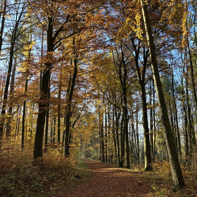 Herbstlicher Waldweg mit buntem Laub, Sonnenlicht fällt durch hohe Bäume auf den Boden 